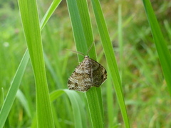 Hvitveislundmåler (Mesotype didymata)