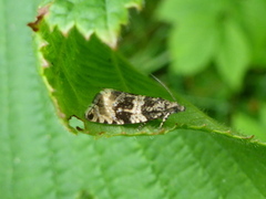 Olivenprydvikler (Celypha lacunana)