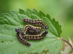 Neslesommerfugl (Aglais urticae)