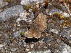 Tiriltungesmyger (Erynnis tages)