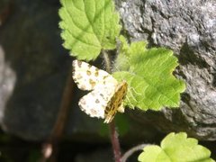 Pantermåler (Pseudopanthera macularia)