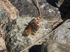 Neslesommerfugl (Aglais urticae)