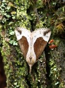 Blåbærnebbfly (Hypena crassalis)