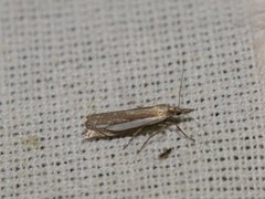 Beitenebbmott (Crambus pascuella)