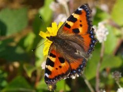 Neslesommerfugl (Aglais urticae)