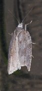 Lønnebladflatvikler (Acleris sparsana)