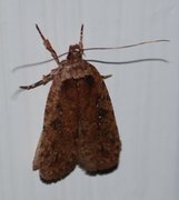 Agonopterix ciliella