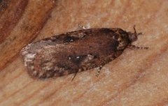 Agonopterix ciliella