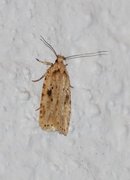 Agonopterix arenella