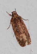 Agonopterix ciliella