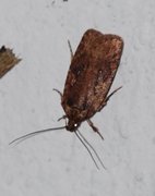 Agonopterix ciliella