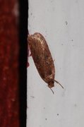 Agonopterix ciliella