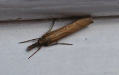 Gul nebbmott (Agriphila inquinatella)