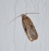 Agonopterix ocellana