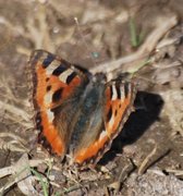 Neslesommerfugl (Aglais urticae)