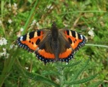 Neslesommerfugl (Aglais urticae)