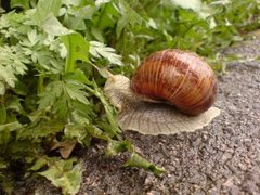 Vinbergsnegl (Helix pomatia)