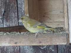 Grønnfink (Chloris chloris)