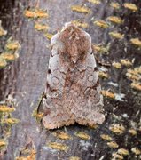 Fiolett vårfly (Cerastis rubricosa)