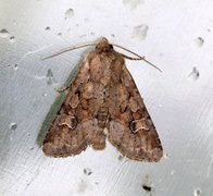 Åkerengfly (Apamea sordens)