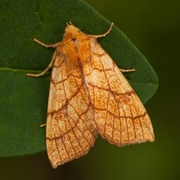 Lindegulfly (Tiliacea citrago)