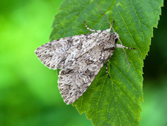 Mørkt skogfly (Eurois occulta)