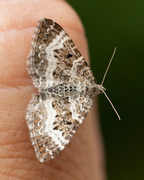 Grå mauremåler (Epirrhoe alternata)