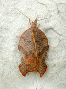 Grå-/konkavflatvikler (Acleris effractana/emargana)