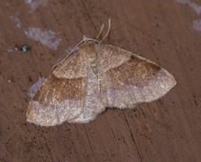 Bred skumringsmåler (Plagodis pulveraria)