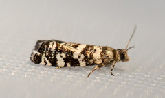 Stripet grankveldvikler (Epinotia tedella)