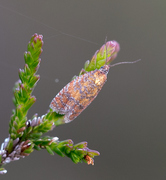 Melbærprydvikler (Argyroploce arbutella)