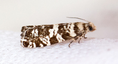 Stripet grankveldvikler (Epinotia tedella)