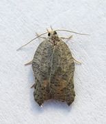 Grå-/konkavflatvikler (Acleris effractana/emargana)