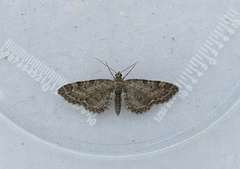 Vinkeldvergmåler (Eupithecia vulgata)