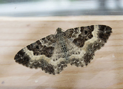 Grå mauremåler (Epirrhoe alternata)