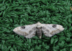 Hvit dvergmåler (Eupithecia centaureata)