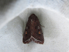 Hagelundfly (Lacanobia oleracea)