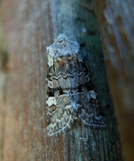 Rotstrekvierfly (Brachylomia viminalis)