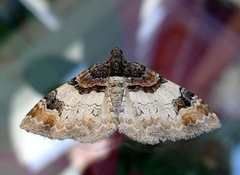 Hvit flaggmåler (Catarhoe cuculata)