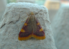 Purpurhalmmott (Hypsopygia costalis)