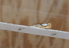 Toflekket nebbmott (Catoptria pinella)