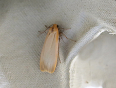 Barlavspinner (Eilema depressa)