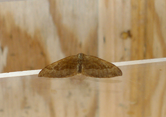 Brun bakkemåler (Scotopteryx chenopodiata)