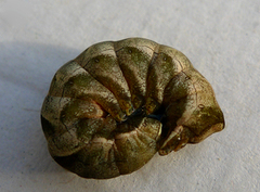 Svart hagefly (Melanchra persicariae)