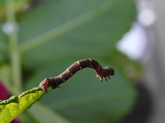 Olivenlurvemåler (Lycia hirtaria)