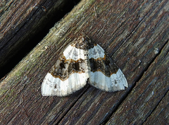 Øyemåler (Cosmorhoe ocellata)