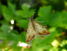 Gul kålmott (Evergestis extimalis)