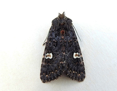 Svart hagefly (Melanchra persicariae)