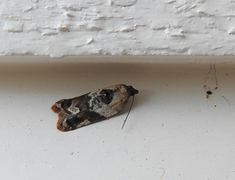 Marmorflatvikler (Acleris variegana)