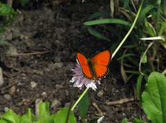 Oransjegullvinge (Lycaena virgaureae)